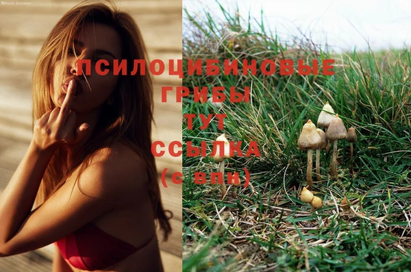 эйфоретик Аркадак